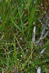Euphrasia arctica, photograph author not stated, no rights reserved