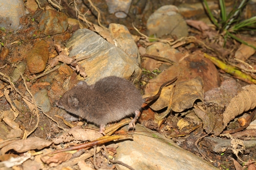 Incan Shrew Opossum (Lestoros inca) — Least Concern Mammalia