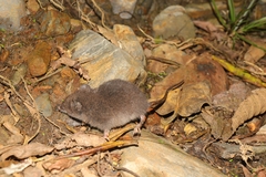 Incan Caenolestid photo 1