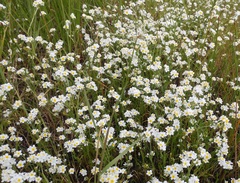 Plagiobothrys figuratus