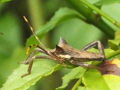 Elasmopoda