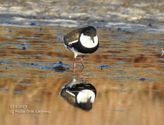 Erythrogonys cinctus