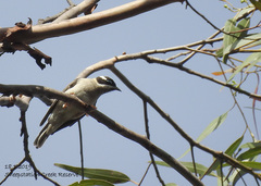 Melithreptus gularis