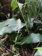 Chamaelirium japonicum, photograph author not stated, no rights reserved