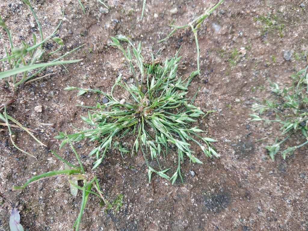 Toad rush from Priural' rayon, Yamal-Nenets, Russia on July 27, 2023 at ...