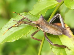 Elasmopoda