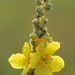 Verbascum phlomoides - Photo (c) HermannFalkner/sokol, μερικά δικαιώματα διατηρούνται (CC BY-NC)