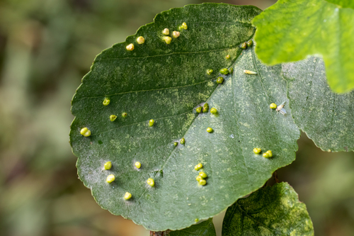 Alder Leaf Gall Mite