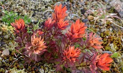 Castilleja chambersii