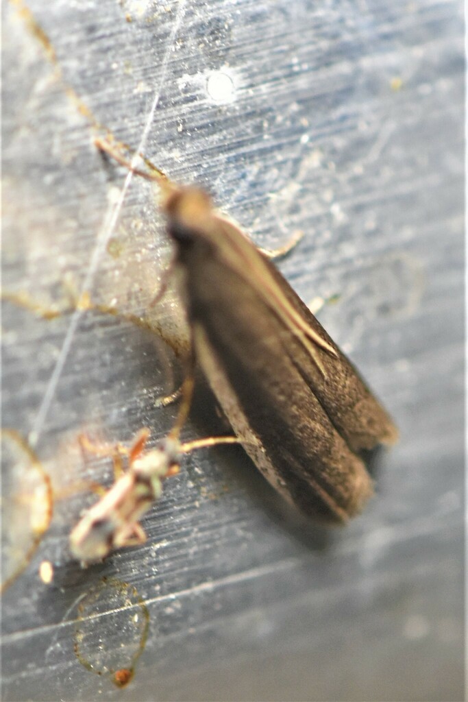 Tom Moth Tampa Moth from Sumica on July 27, 2023 at 10:27 PM by Tom Palmer ...