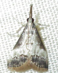 Autocharis