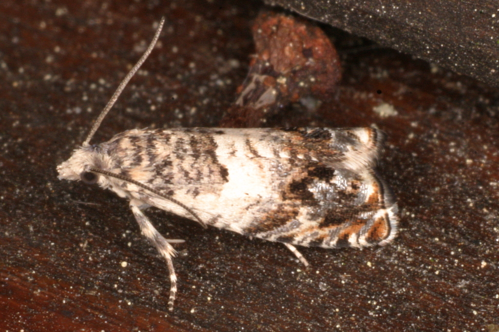 White Sallow Bell