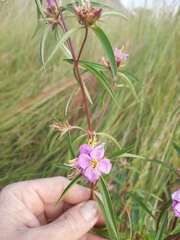 Antherotoma debilis image