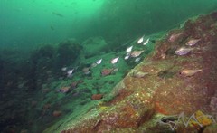 Pempheris multiradiata