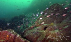 Pempheris multiradiata