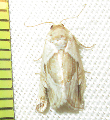 Deltote johnjoannoui