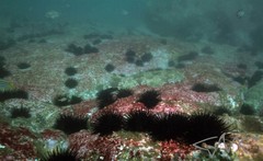 Centrostephanus rodgersii