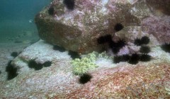 Centrostephanus rodgersii