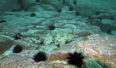 Centrostephanus rodgersii