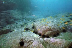 Centrostephanus rodgersii