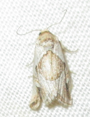 Deltote johnjoannoui