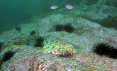 Centrostephanus rodgersii