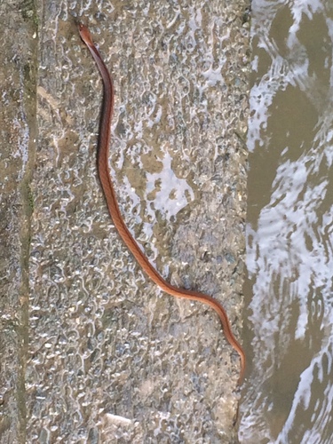 Blue-necked Keelback
