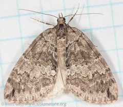 Hydriomena renunciata