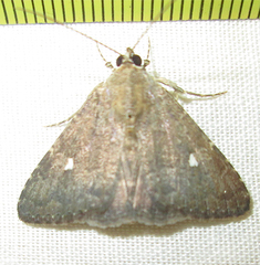 Amyna