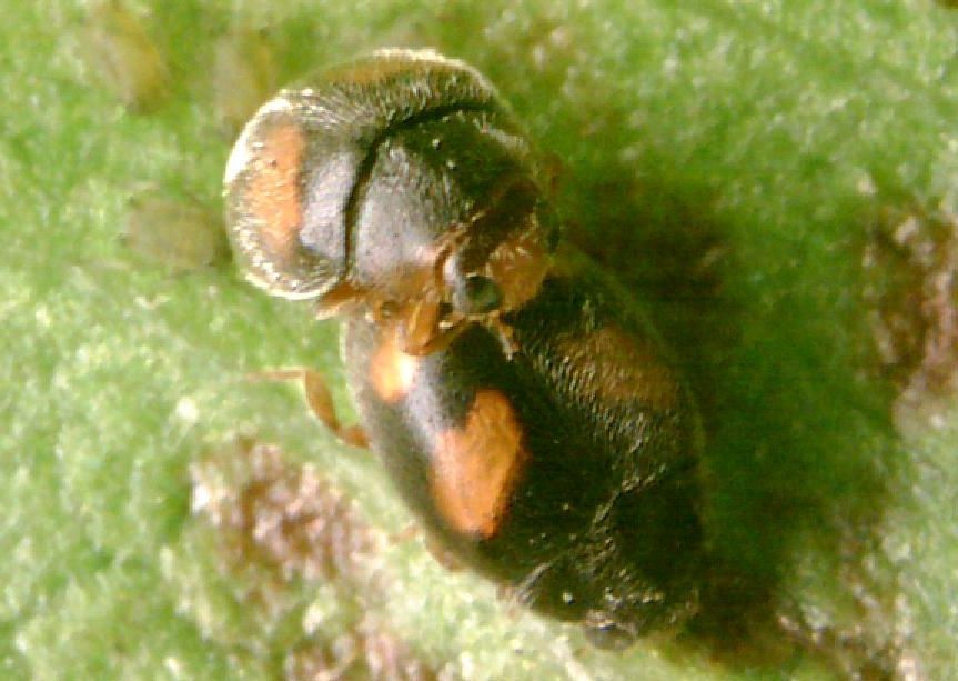 Scymnus quadrillum