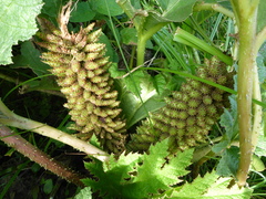 Gunnera tinctoria