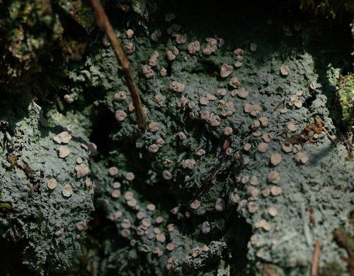 iskrovka vresová (Icmadophila ericetorum)