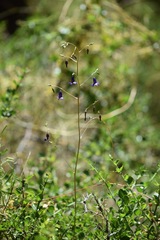 Conanthera