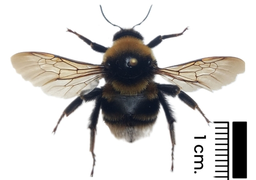 Short-haired Bumblebee