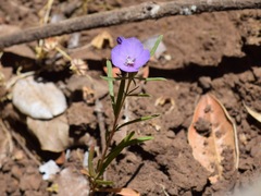 Clarkia tenella