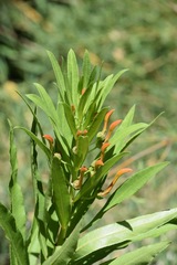Lobelia excelsa