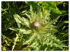 Cirsium acaule esculentum