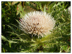 Cirsium acaule esculentum