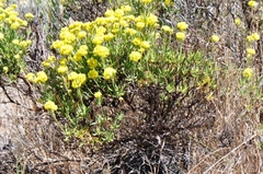 Eriogonum douglasii