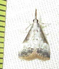 Autocharis