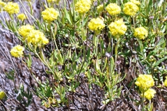Eriogonum douglasii