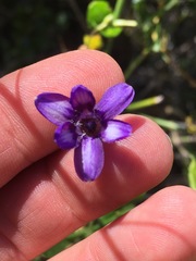 Conanthera