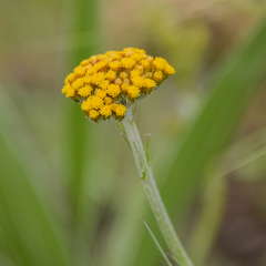 Helichrysum allioides
