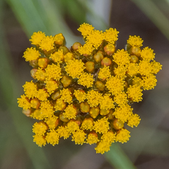 Helichrysum allioides