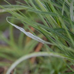 Helichrysum allioides