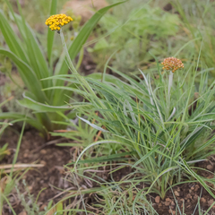 Helichrysum allioides