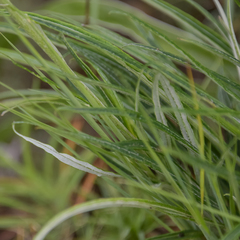 Helichrysum allioides