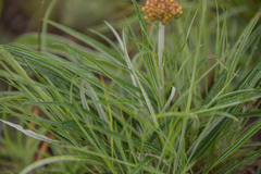 Helichrysum allioides