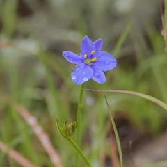 Aristea abyssinica