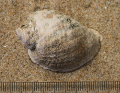 Haustrum haustorium